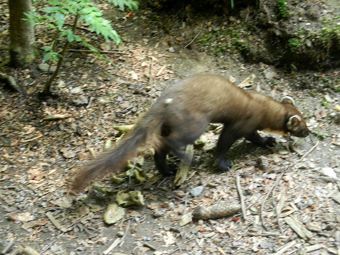 Nationalparkzentrum Lusen