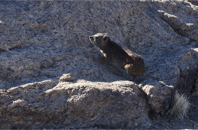 Dassie-02