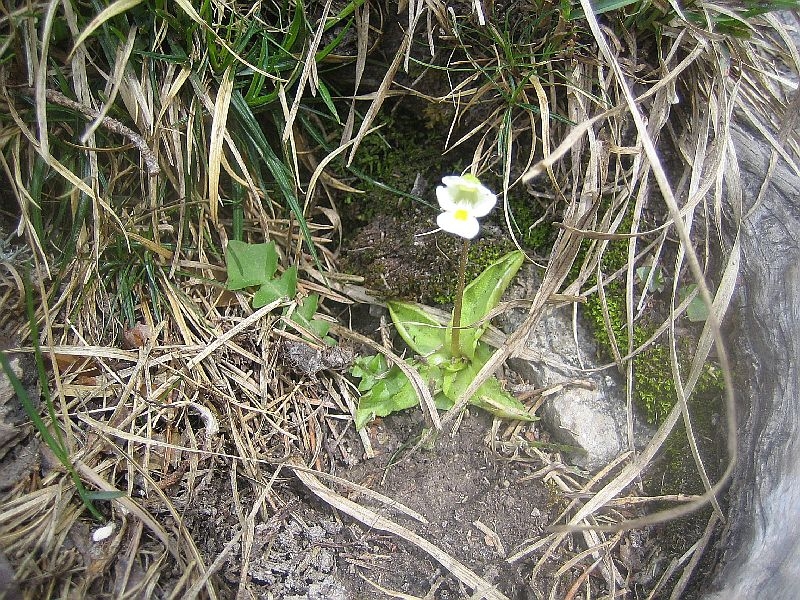 Kramerspitze 2013 024