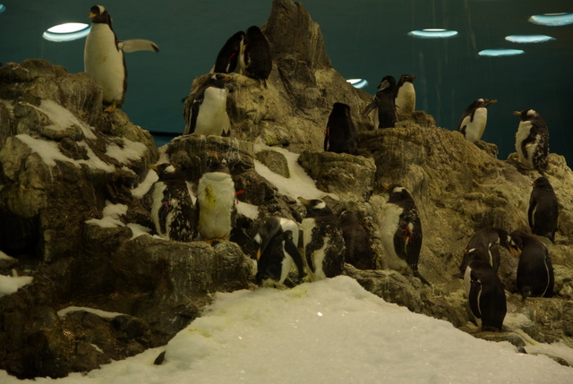 LORO PARQUE > 05_Planet Penguin > Ein paar Eindrücke