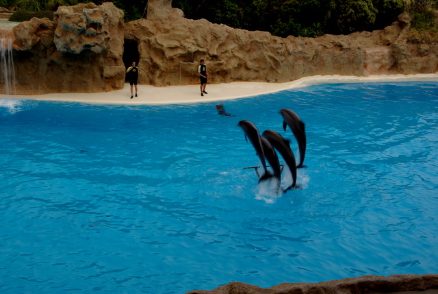 LORO PARQUE > 29_Delphinshow