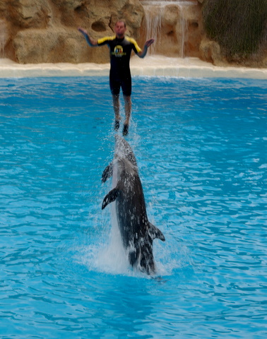 LORO PARQUE > 29_Delphinshow