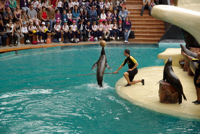 LORO PARQUE > 06_Seelöwenshow