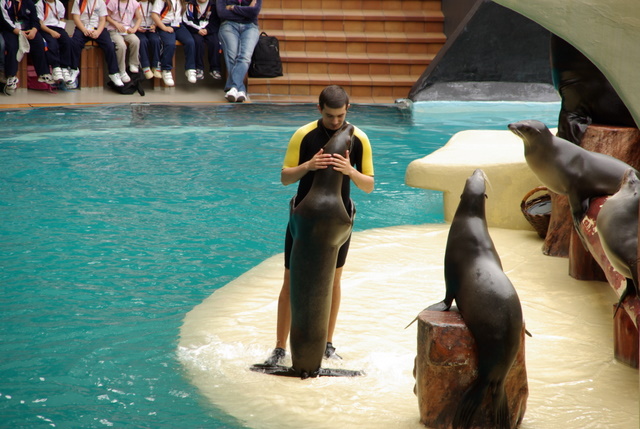 LORO PARQUE > 06_Seelöwenshow