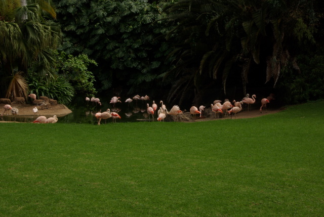 LORO PARQUE > 17_Flamigos > Ein paar Eindrücke