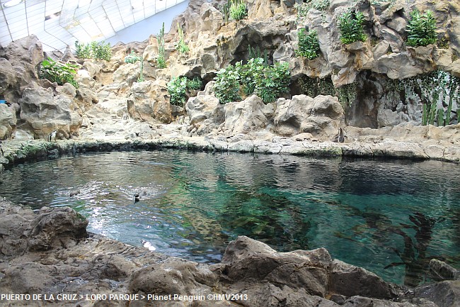 LORO PARQUE 2013 > 05_Planet Penguin > 1. Becken mit Pinguinen