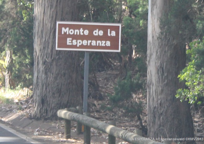 BOSQUE DE LA ESPERANZA > Kiefernwald mit Eukalyptus und Lorbeer