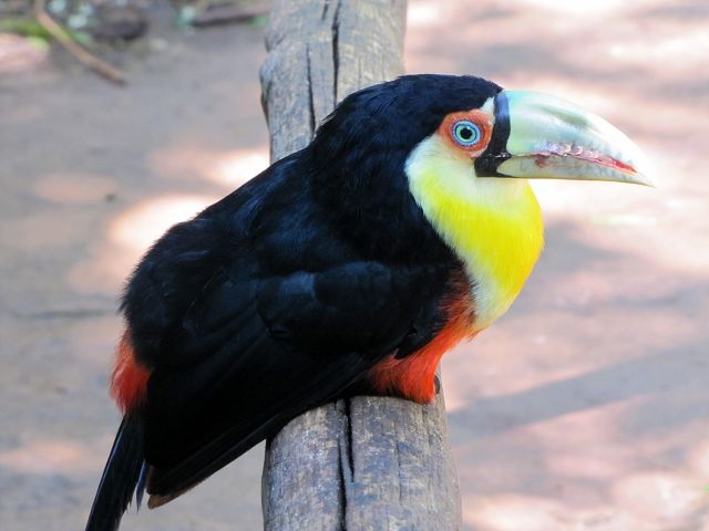 Vogelpark