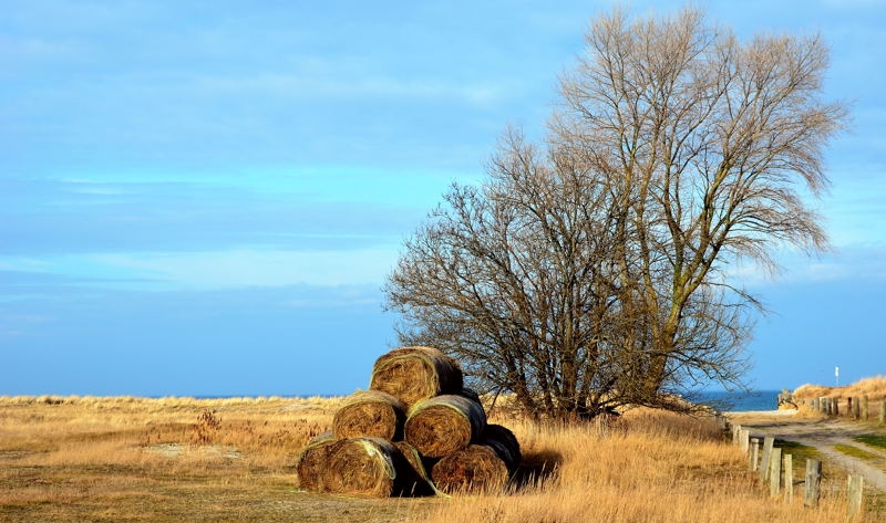 Zingst DSC_6232