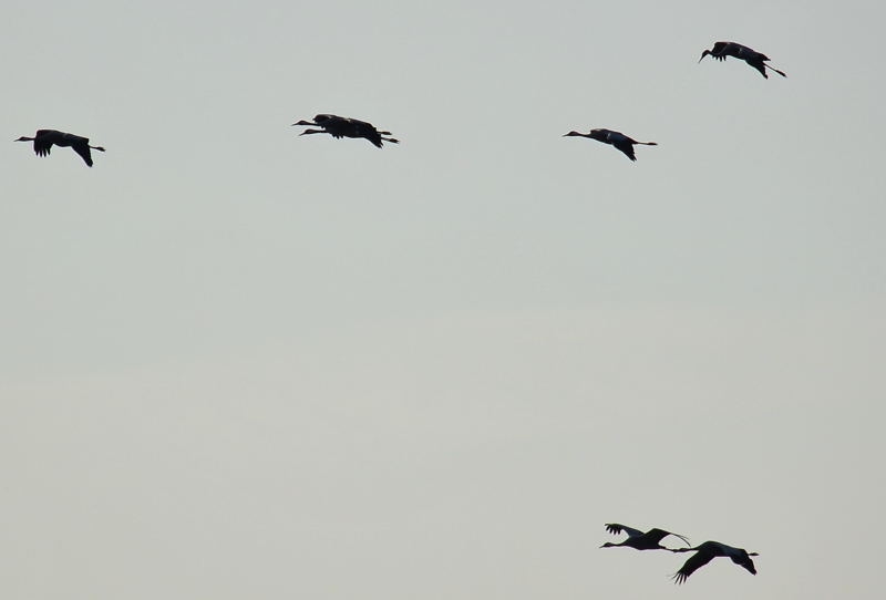 Zingst DSC_6502
