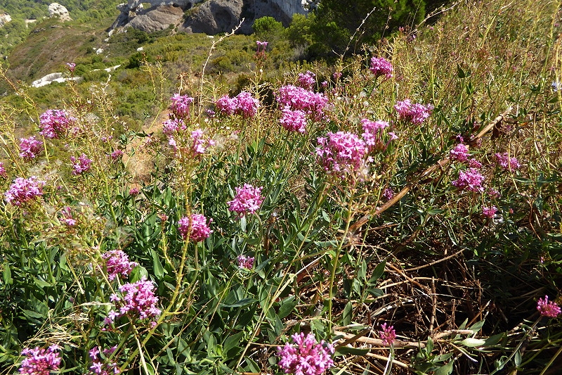 006 8 Routes des Cretes  Rote Spornblume 031