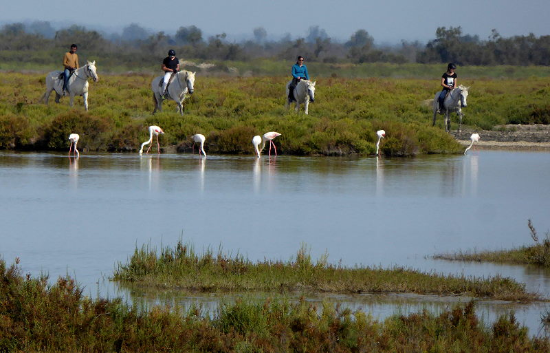 Camargue