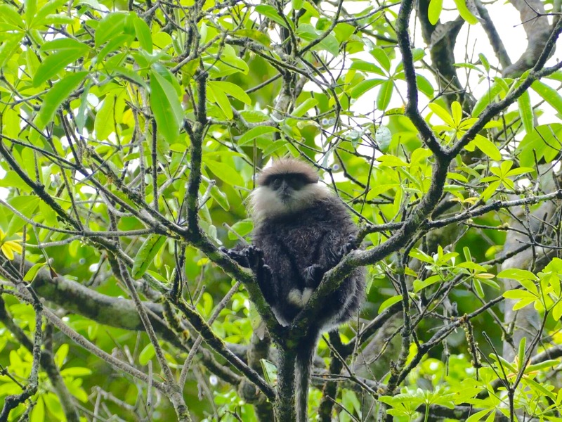 Sinharaja Regenwald > Weißbart-Langur