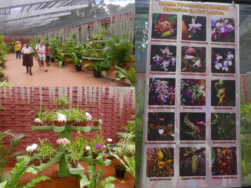 Kandy > Botanischer Garten Peradeniya