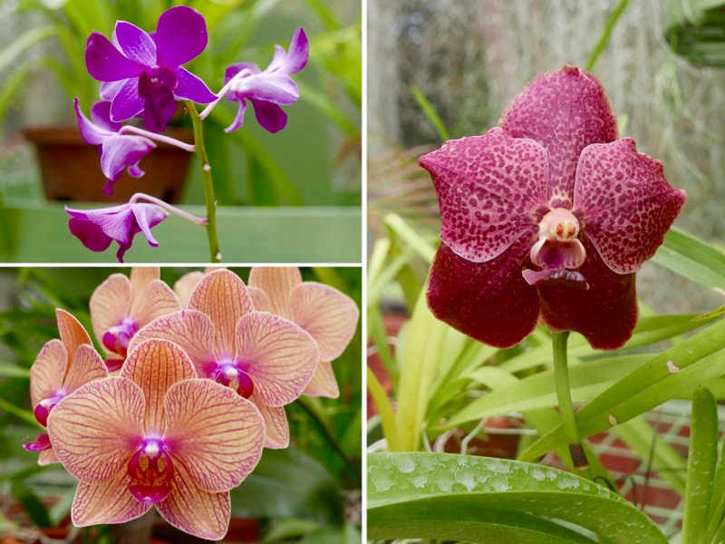 Kandy > Botanischer Garten Peradeniya > Orchideenhaus