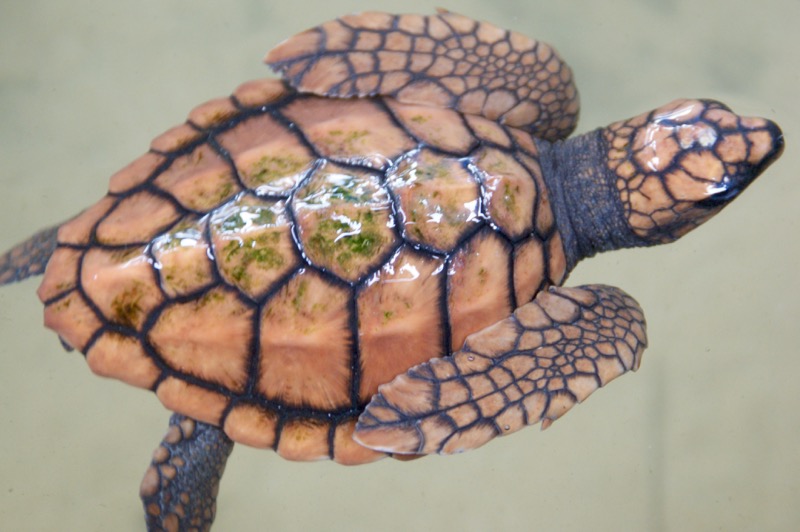 Unawatuna > Schildkrötenstation