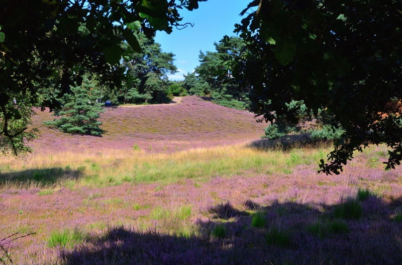 Westruper Heide DSC_7873