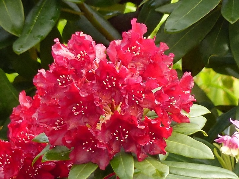 Rhodo4