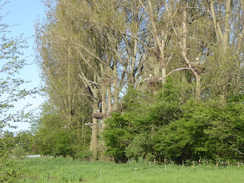 Storch (12)