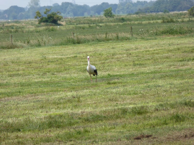 Storch (17)