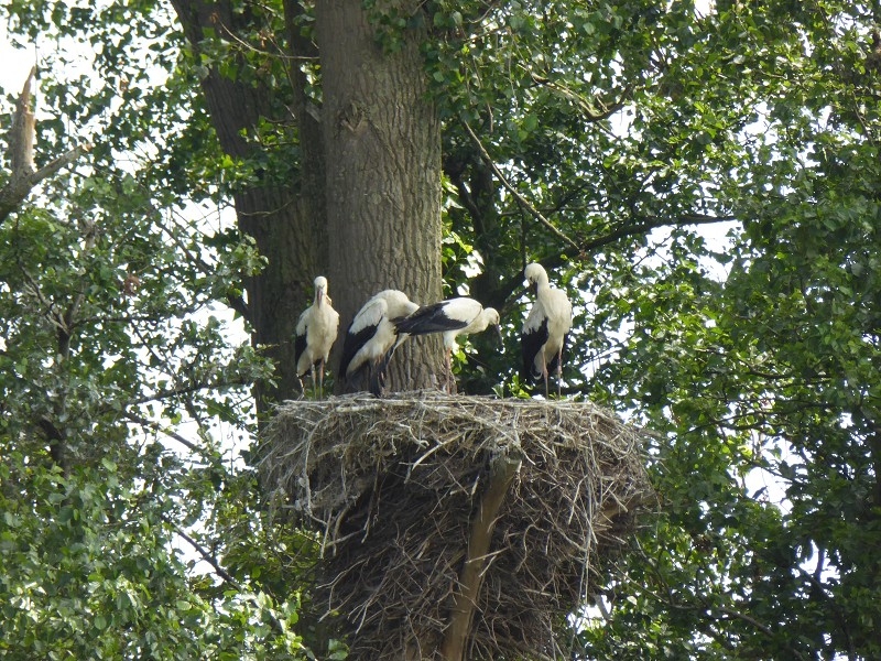 Storch (24)