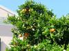 GR:Korfu>Orangenbaum