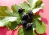 Maulbeeren Maulbeeren