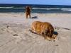 Insel Usedom > Am Hundestrand bei Trassenheide 2