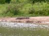 Udawalawe Nationalpark > Krokodil