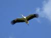 Storch (2)