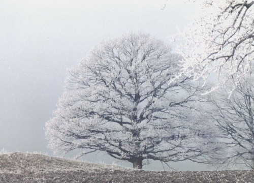 Baum Winter