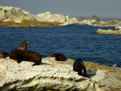 Kaikoura