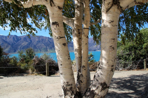 Lake Wanaka