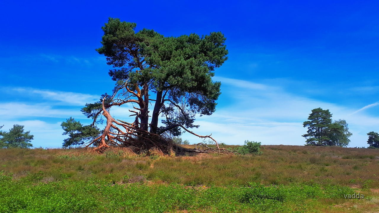 Westruper Heide