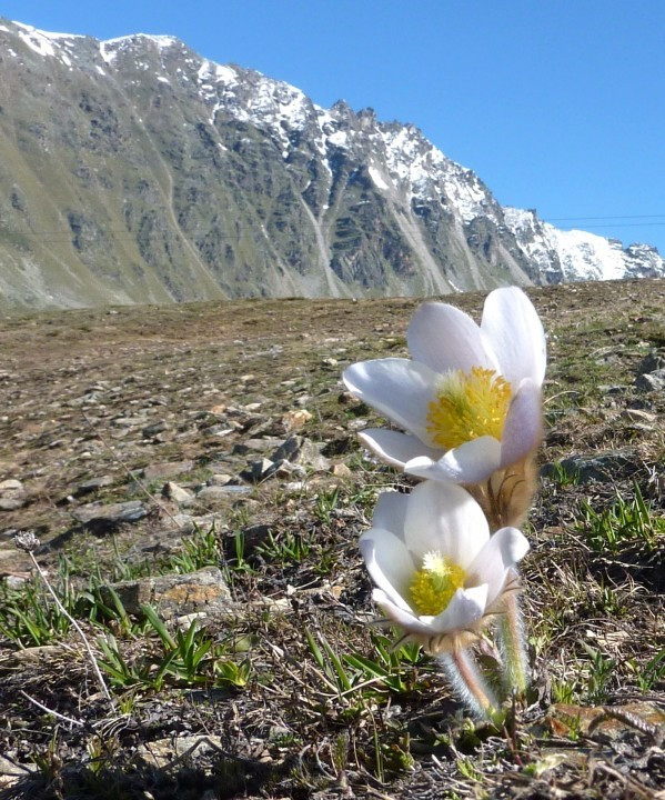 Küchenschellen, Pulsatilla