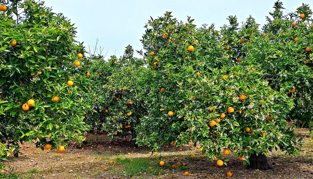 Orangenblüte