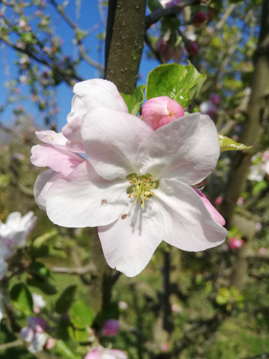 Frühlingserwachen