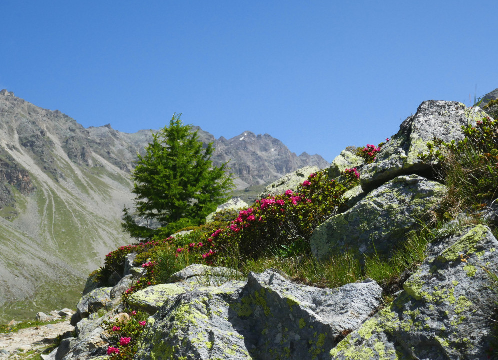 Ortlergebiet, Suldental, Kanzel