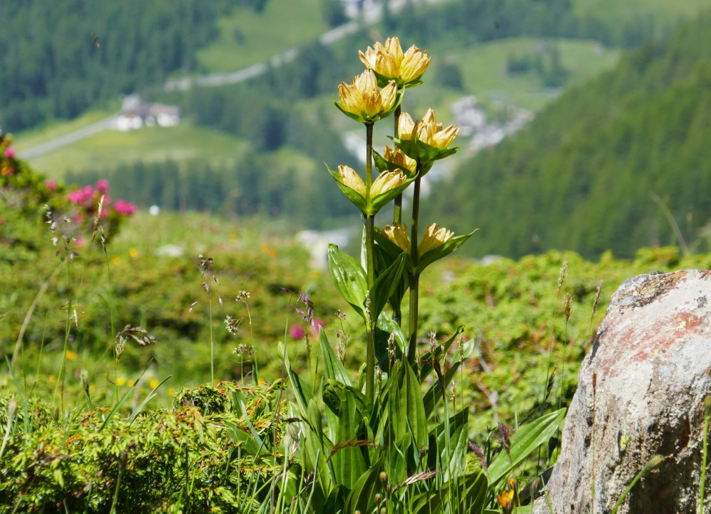 Ortlergebiet, Suldental, Kanzel