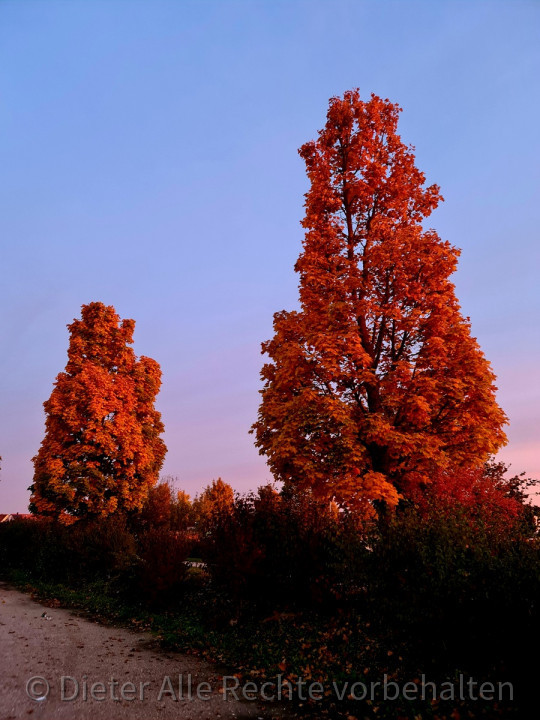 Herbst